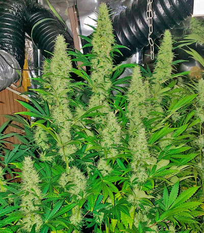Семена сорта Mimosa Shot fem (Herbies Seeds)