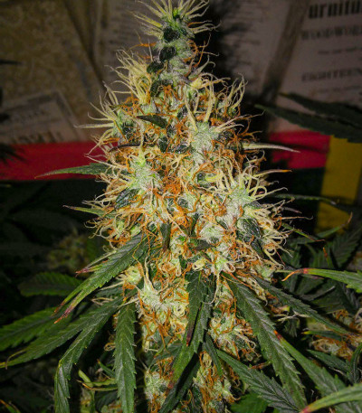 Семена сорта Bruce Banner Auto fem (Cali Buds Seeds)