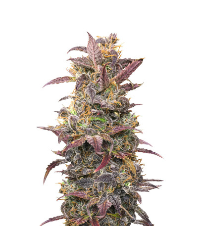 Семена сорта Auto Orange Bud fem (Dutch Passion)