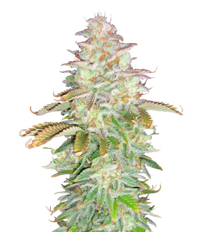 Семена сорта Jungle Lava fem (Original Sensible Seeds)