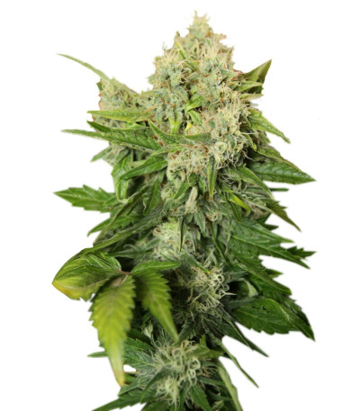 Семена сорта Chronic reg (Serious Seeds)