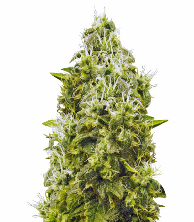 Семена сорта Jack Hammer fem (Victory Seeds)