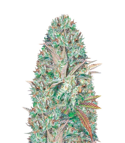 Семена сорта Seemango fem (Victory Seeds)