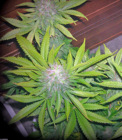 Семена сорта Sweet Cheese fem (Sweet Seeds)