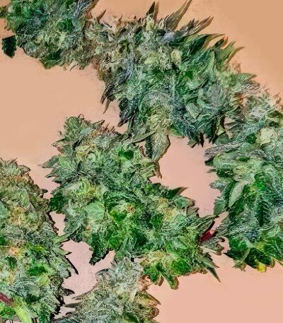 Семена сорта 50 Dragons fem (UKHTA)