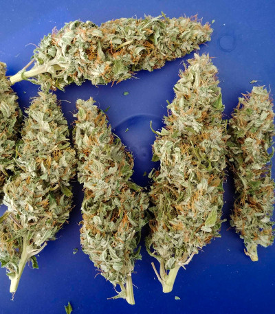 Семена сорта Auto Super Hash fem (Pyramid Seeds)