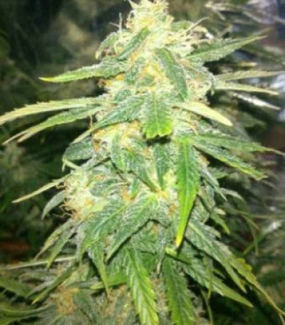 Семена сорта Auto Speed Bud fem (Female Seeds)