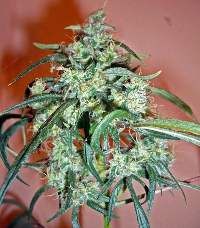 Семена сорта C13 Haze fem