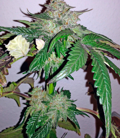 Семена сорта Caramel Kush fem (00 Seeds)