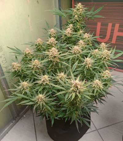 Семена сорта Forbidden Runtz Auto fem (FastBuds)