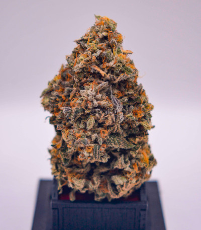 Семена сорта High Society fem (Compound Genetics)