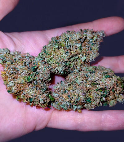 Семена сорта Keepers OG Autoflower fem (Seedkeepers)