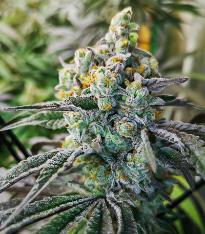 Семена сорта Banana Punch fem (Barney's Farm)