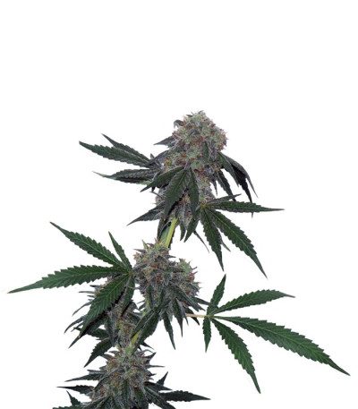 Семена сорта Jack Flash reg (Sensi Seeds)