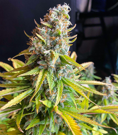 Семена сорта AK 47 Fast Version fem (Семяныч)