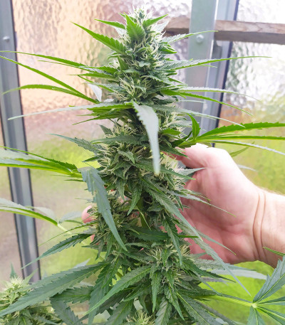 Семена сорта Auto Xtreme fem (Dutch Passion)