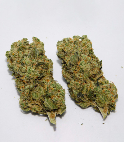 Семена сорта Golosa Early Version fem (Delicious Seeds)