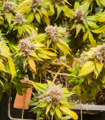 Семена сорта Glue Sherbert fem (AlphaFem Seeds)