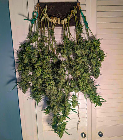 Семена сорта Keepers OG Autoflower fem (Seedkeepers)