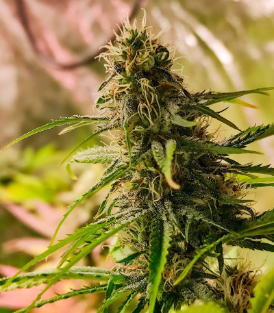 Семена сорта Pink Rozay fem (Original Sensible Seeds)