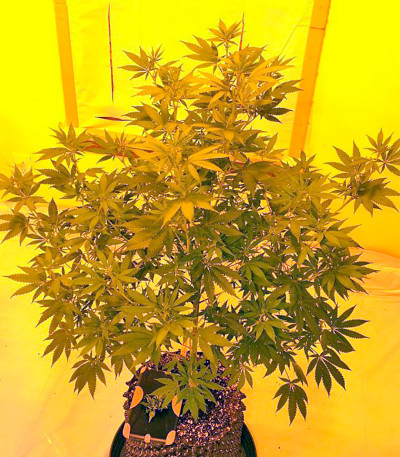 Семена сорта Colombian Gold fem (World of Seeds)