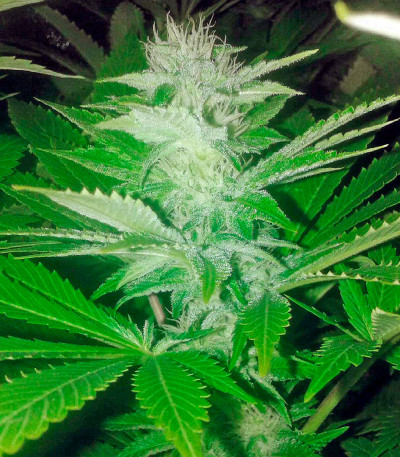 Семена сорта Desert Diesel fem