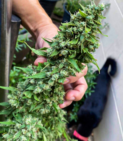 Семена сорта Golosa fem (Delicious Seeds)