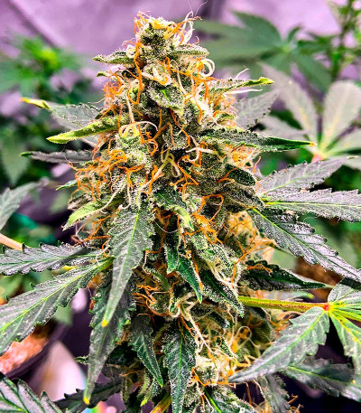 Семена конопли сорта Snow Star Auto