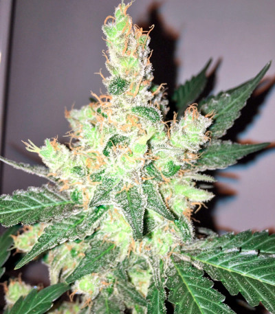 Семена сорта Trainwreck fem (Humboldt Seeds)
