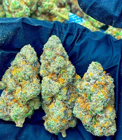 Семена сорта Zkittlez x Grapefruit (7CH Seeds & Cali Buds Seeds)