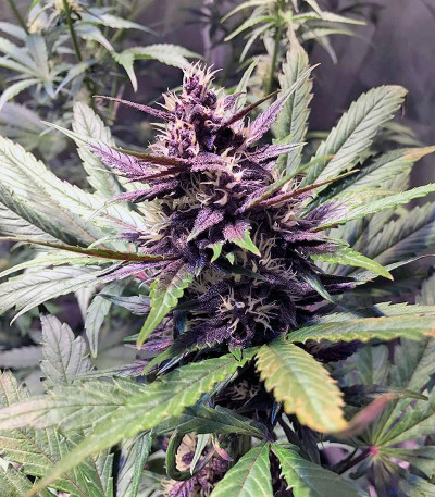 Семена сорта Devil Cream Auto fem (Sweet Seeds)