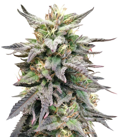 Семена сорта Dieseltonic fem (Resin Seeds)