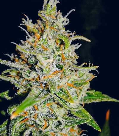 Семена сорта Sweet ZZ Automatic fem (RQS)