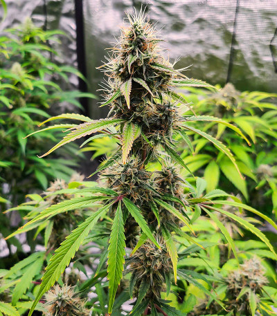 Семена сорта Wedding Crasher Auto fem (High Speed ​​Buds)