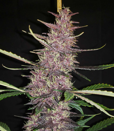 Семена сорта Auto Blackberry Kush fem (Dutch Passion)