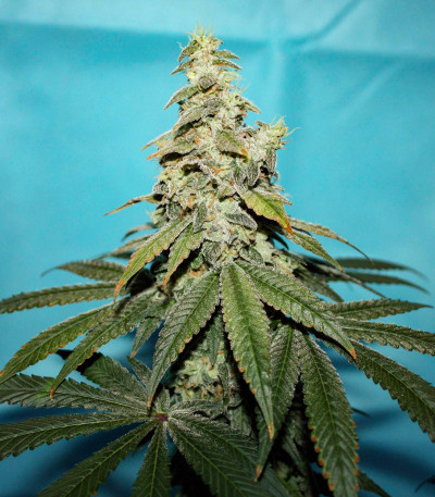 Семена сорта Bubba Slush fem (Green House Seeds)