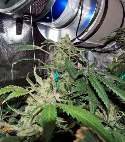 Семена сорта Moby Dick CBD fem