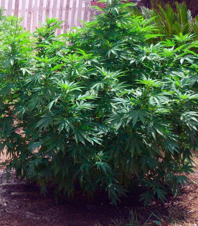 Семена сорта Monster fem (Eva Seeds)