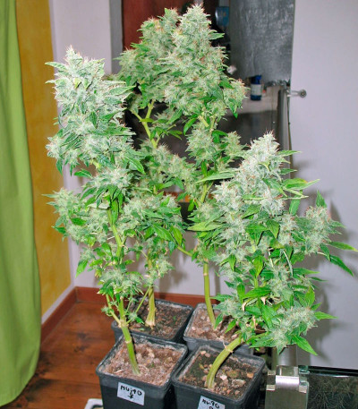 Семена сорта Opium fem (Paradise Seeds)