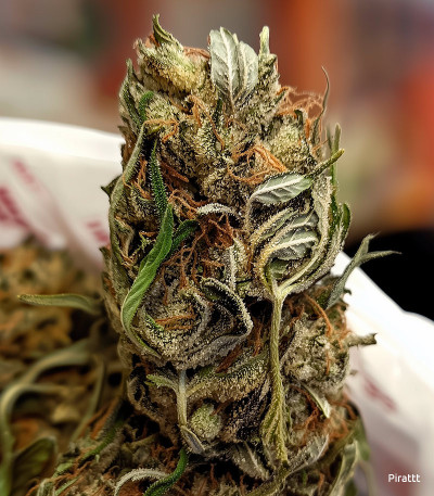 Семена сорта Sugar Candy fem (Delicious Seeds)