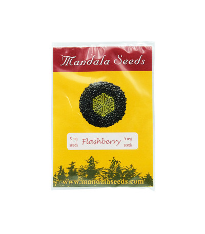 Семена сорта Flashberry reg (Mandala Seeds)