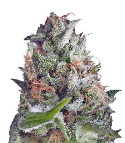 Семена сорта Auto Shark fem (Pyramid Seeds)