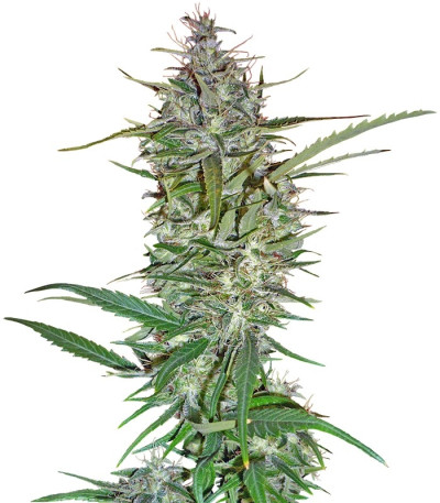Семена сорта C13 Haze fem