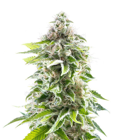 Семена сорта Cookies Haze fem (Kannabia)