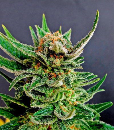 Семена сорта Faraona (Gypsy Kush) fem