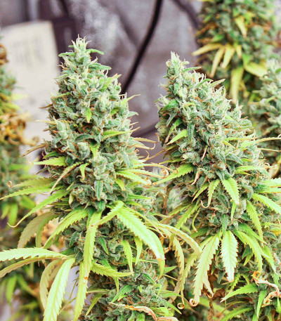 Семена сорта Shogun fem (Royal Queen Seeds)