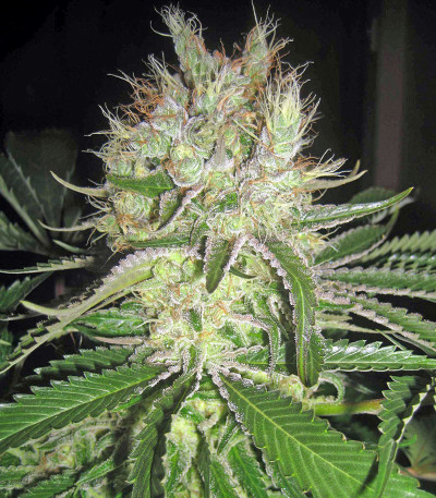 Семена сорта Smile fem (Kannabia Seed Company)