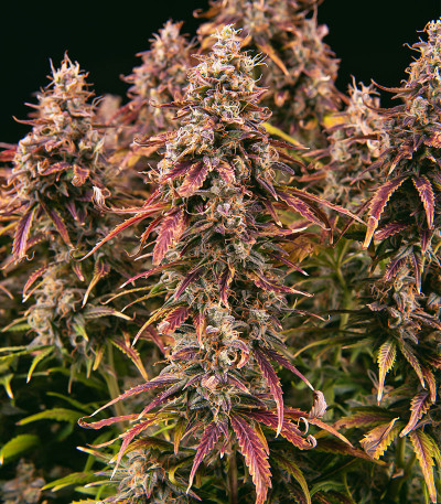 Семена сорта Apricot Auto fem (FastBuds)