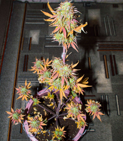 Семена сорта Easy Ryder Auto fem (Семяныч)