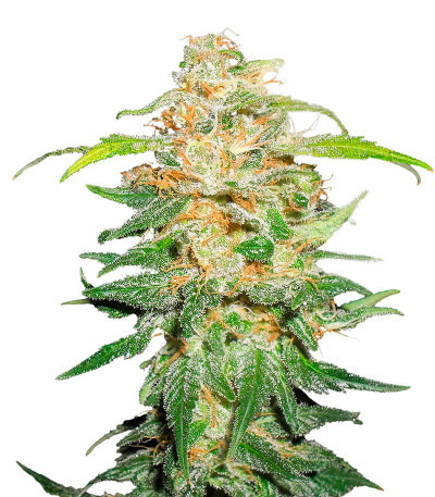 Семена сорта 00 Kush fast fem (00 Seeds)